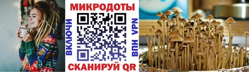 KRAKEN как войти  Судогда  Галлюциногенные грибы Psilocybine cubensis 